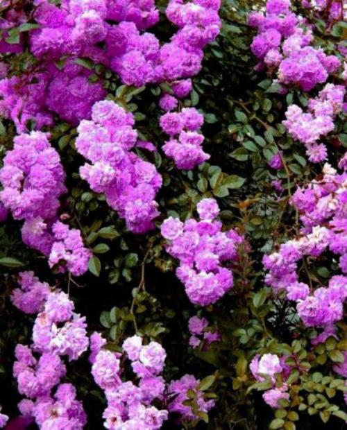 Роза плетистая насыщенно фиолетовая "Виолет Парфюм" (саженец класса АА+) высший сорт  фото-1