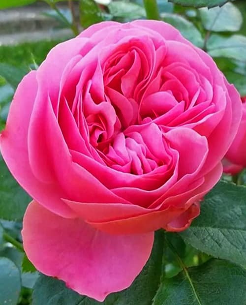 Роза флорибунда Леонардо (корневая окс) 1 год фото-2