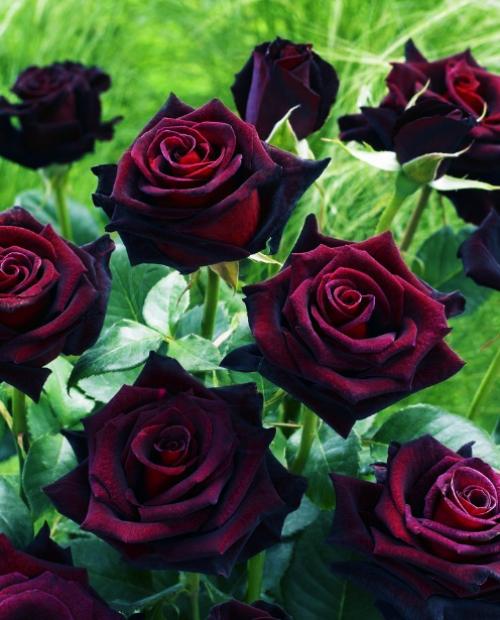 Роза чайно-гибридная Черная Магия – купить в интернет-магазине Агро-Маркет24