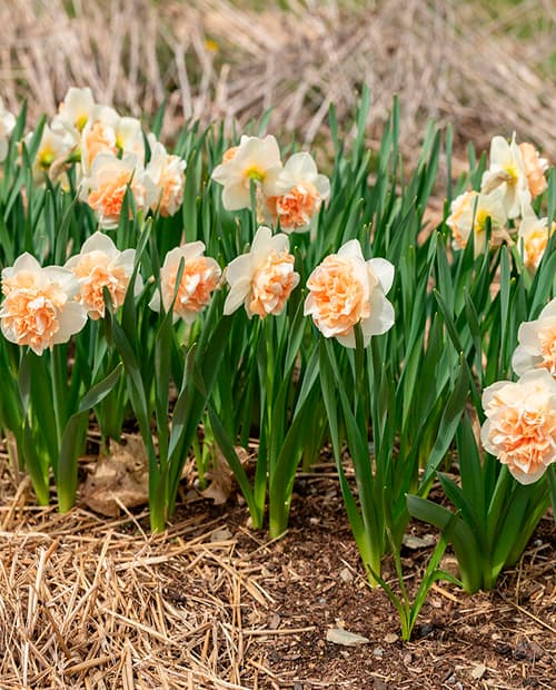 Нарцисс "Flower Surprise" 2шт в упаковке фото-2