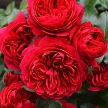 Роза флорибунда красная "Ред Леонардо да Винчи" (саженец класса АА+) высший сорт