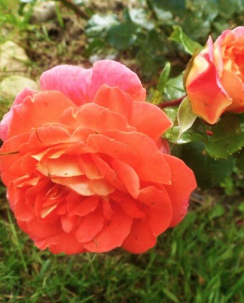 Роза флорибунда оранжево-желтая "Гебрюдер Гримм" (саженец класса АА+) высший сорт фото-3