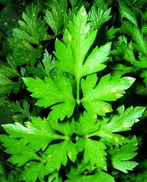 Кориандр Карибе F1 2,5г фото-0