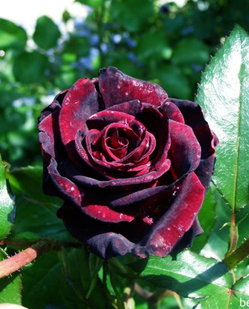 Роза чайно-гибридная Чёрная Магия темно-бордовая (саженец класса АА+) высший сорт фото-3