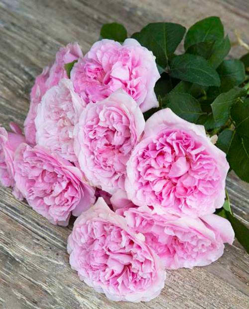 Роза английская Остин Росалинд бело-розовая (саженец класса АА+) высший сорт фото-1
