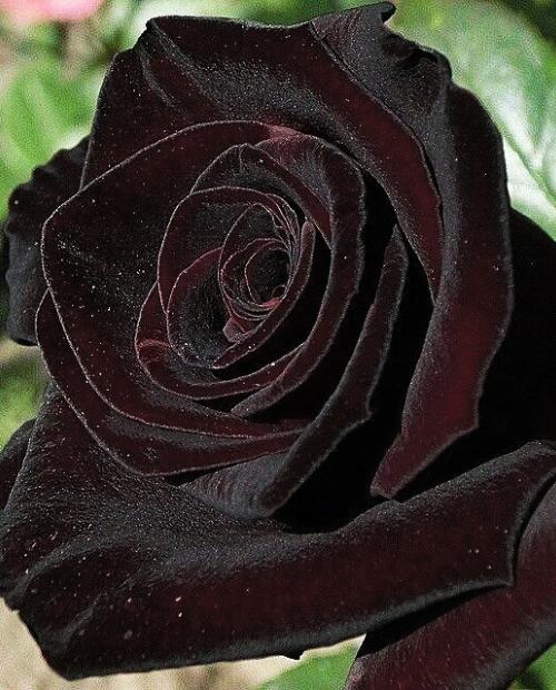 Роза чайно-гибридная Блэк Мэджик черно-красная (саженец класса АА+) высший сорт фото-2