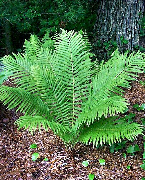 Страусник обыкновенный (struthiopteris) 1 шт в упаковке (корневая окс) фото-0