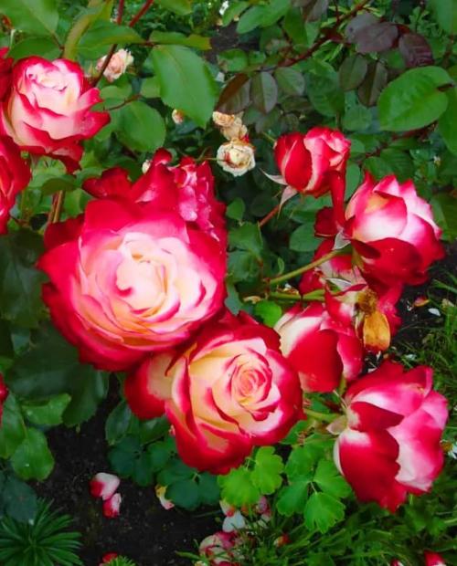Роза флорибунда красно-белая "Юбилей С.Питербур" (саженец класса АА+) высший сорт фото-2