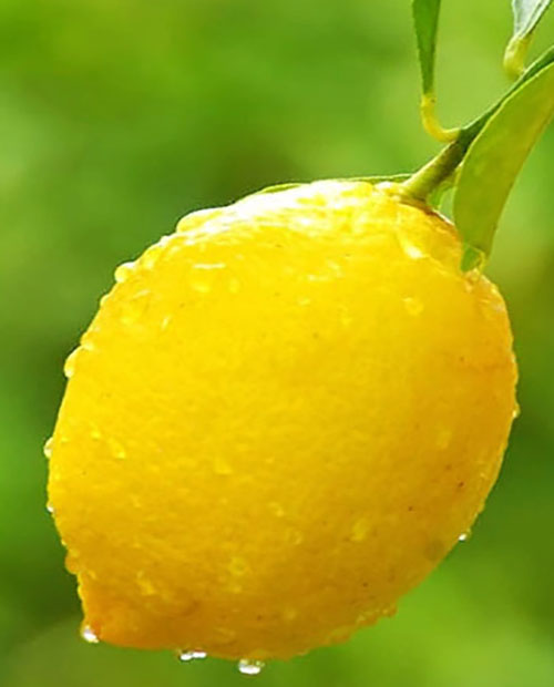 Лимон Лейсан (ремонтантный, крупноплодный сорт) фото-1