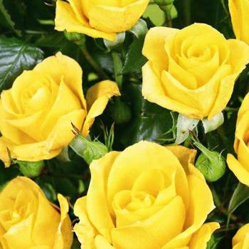 Роза спрей ярко-желтая "Фи фи" (Fi Fi) (обильно-цветущий сорт)