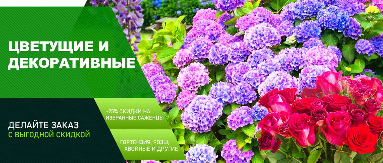 Акция! -25% на цветущие и декоративные растения