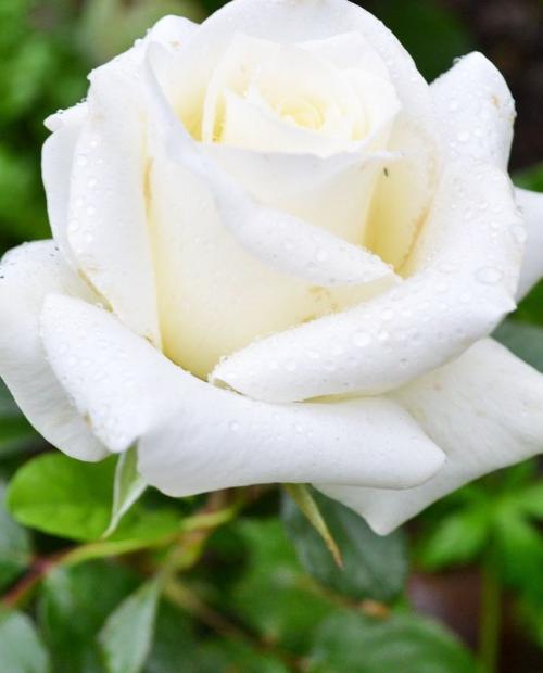 Роза чайно-гибридная Анастасия белая (саженец класса АА+) высший сорт фото-1