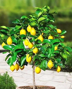 Лимон Мейера (ремонтантный сорт, плодоносит 2-3 раза в год)