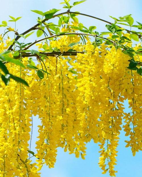 Акация желтая 3-х летняя (Yellow acacia) высота саженца 40-50 см