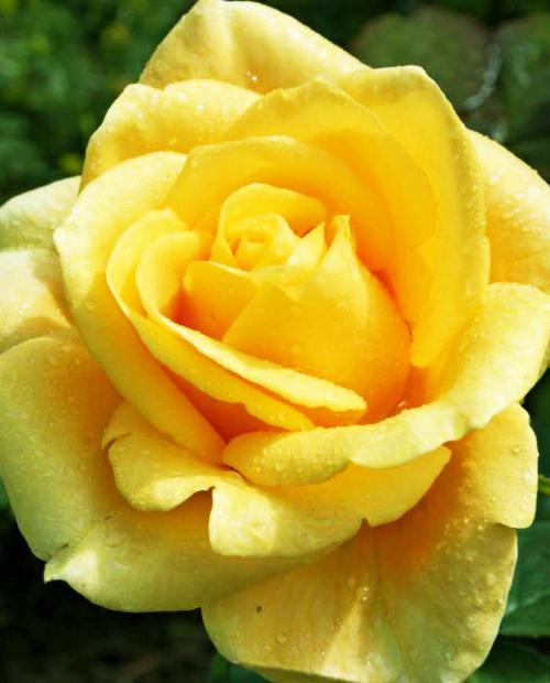 Роза чайно-гибридная Папилон золотистая (саженец класса АА+) высший сорт фото-2