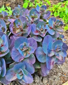 Очиток (Седум) "Блю Перл" (Sedum Blue Pearl) 1шт в упаковке