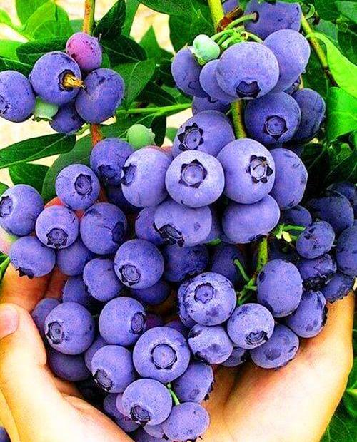 Голубика фиолетово-черная (садовая черника) "Дрейпер" (ранний срок созревания) фото-