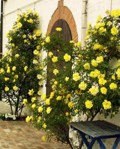 Роза плетистая ярко-желта "Голден Шауэрс" (саженец класса АА+) высший сорт  фото-1