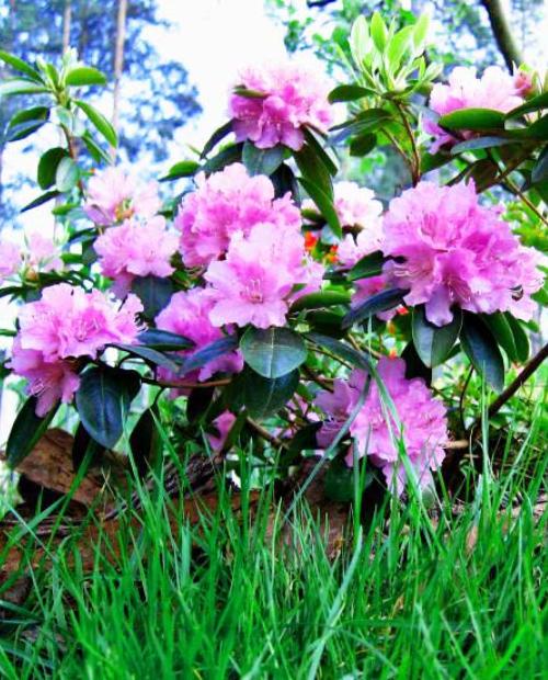 Рододендрон азалия насыщенно-розовая "Каролинский" (PJM Elite) фото-1