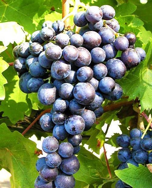 Виноград синий "Сканворд" (винный сорт, средний срок созревания) фото-