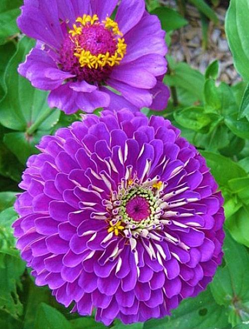Цинния Фиолетовая королева: описание, характеристики, посадка, выращивание, отзывы