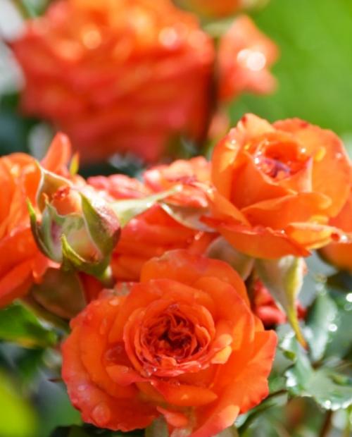 Роза спрей ярко-оранжевая "Алегрия" (саженец класса АА+) высший сорт фото-1