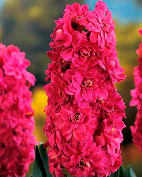 Гиацинт махровый "Hollyhock" 2шт в упаковке фото-2