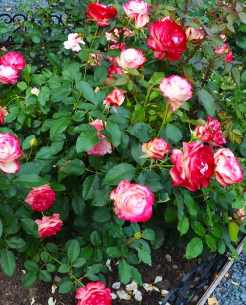 Роза флорибунда красно-белая "Юбилей С.Питербур" (саженец класса АА+) высший сорт фото-1