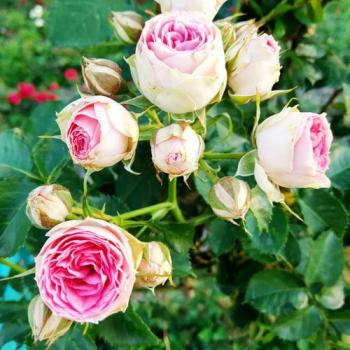 Роза спрей бело-розовая с зеленоватым оттенком "Мими Эден" (Mimi Eden) (саженец класса АА+) высший сорт