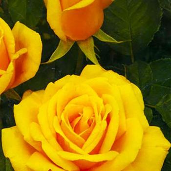 Роза чайно-гибридная золотистая "Папилон" (саженец класса АА+) высший сорт  