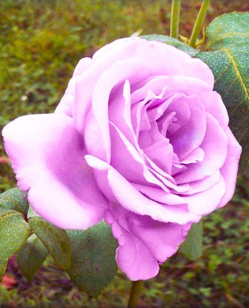 Роза чайно-гибридная лилово-сиреневая "Си-си" (саженец класса АА+) высший сорт фото-3