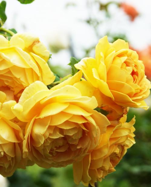 Роза английская желтая "Чарльз Дарвин" (саженец класса АА+) высший сорт фото-1