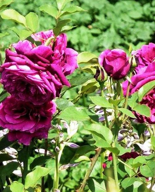 Роза парковая пурпурно-малиновая "Принц" (саженец класса АА+) высший сорт фото-2