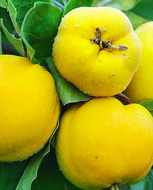 Айва яблоковидная лимонно-жёлтая "Медаль"(поздний срок созревания) фото-1