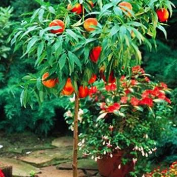 Персик колоновидный желто-красный "Сувенир" (средний срок созревания)