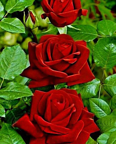 Роза чайно-гибридная Леди Мария (Lady Mariya) бархатно-красная (неоднократно цветущий сорт)