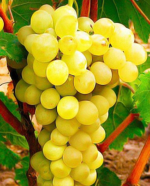 Виноград Антоний Великий желтый (столовый сорт, средний срок созревания) фото-0
