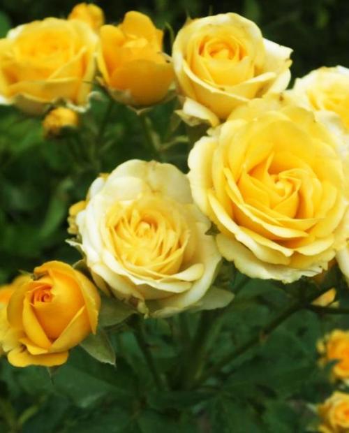 Роза спрей Сан Сити желтая (саженец класса АА+) высший сорт фото-1