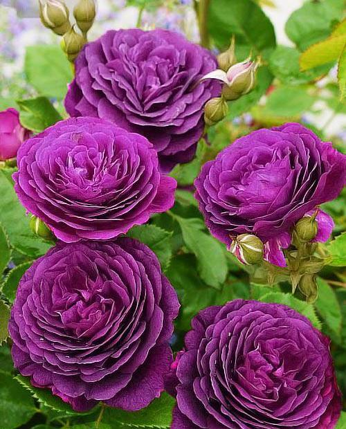 Роза флорибунда фиолетовая "Эбб Тайд" (саженец класса АА+) высший сорт фото-0