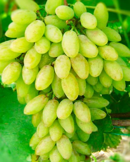 Виноград зеленый "Тимур" (столовый сорт, ранний срок созревания) фото-1