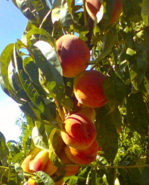 Персик колоновидный Перстень (Ring) оранжево-красный (премиальный высокоурожайный сорт) фото-2