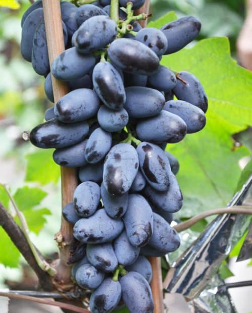 Виноград темно-синий "Байконур" (столовый сорт, ранний срок созревания) фото-1