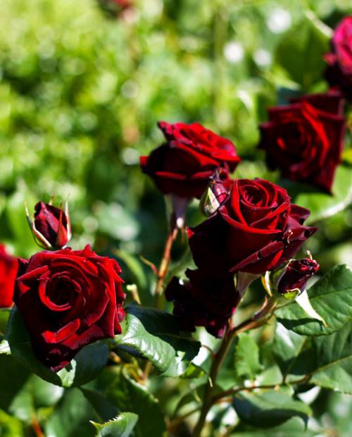 Роза чайно-гибридная темно-красная "Норита" (саженец класса АА+) высший сорт фото-2
