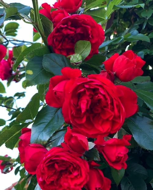 Роза шраб алая "Флорентина" (саженец класса АА+) высший сорт фото-1