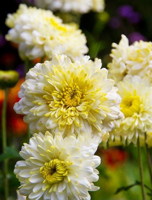Хризантема махровая бело-желтая "Еллен Вайт" (Ellen White) фото-0