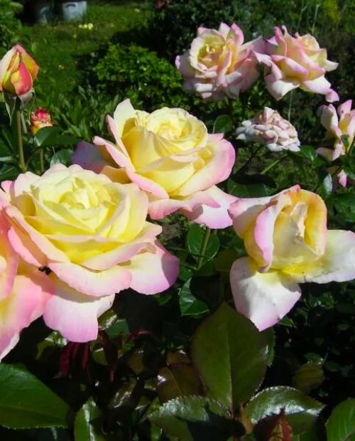 Роза чайно-гибридная золотисто-желтые с красным краем "Глория Деи" (саженец класса АА+) высший сорт фото-1