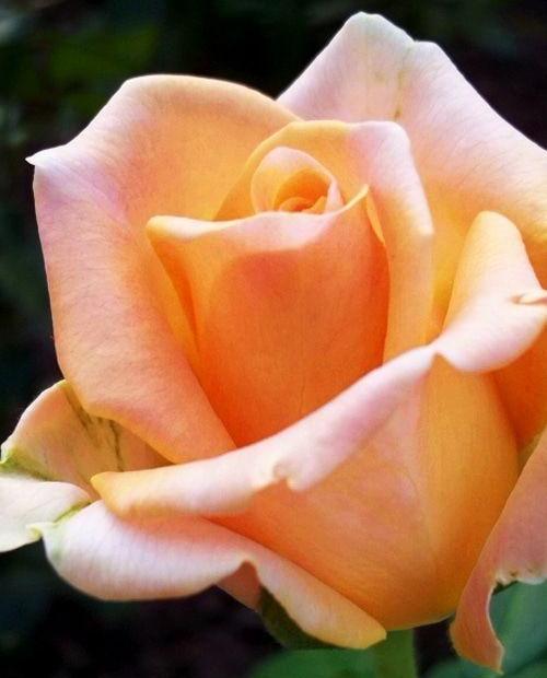 Роза чайно-гибридная кремово-розовая "Эмми" (саженец класса АА+) высший сорт фото-