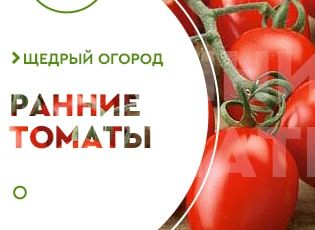 Урожайные сорта ранних томатов