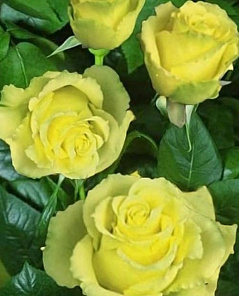 Роза чайно-гибридная лимонная с зеленым оттенком "Взгляд Луизы" (Louise