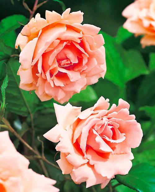 Роза плетистая Бриз оф Лайф абрикосовая (саженец класса АА+) высший сорт фото-3
